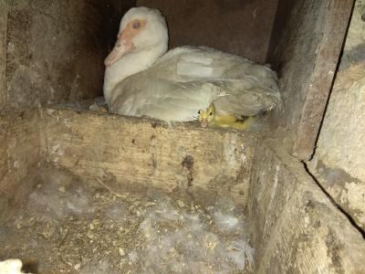 Прикрепленное изображение: IMG_20200510_114250_resize_65.jpg